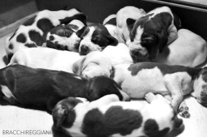 cucciolo bracco italiano roano marrone bianco arancio