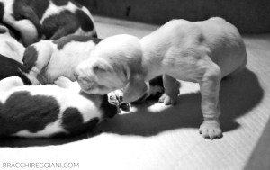 cucciolo bracco italiano roano marrone bianco arancio