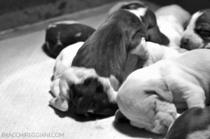 cucciolo bracco italiano roano marrone bianco arancio