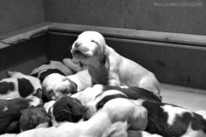 cucciolo bracco italiano roano marrone bianco arancio