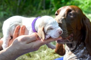 cucciolo bracco italiano roano marrone bianco arancio