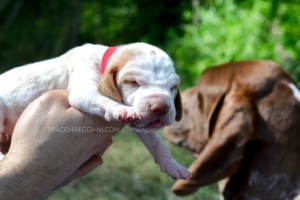 cucciolo bracco italiano roano marrone bianco arancio