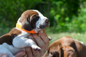 cucciolo bracco italiano roano marrone bianco arancio