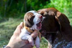 cucciolo bracco italiano roano marrone bianco arancio