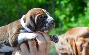 cucciolo bracco italiano roano marrone bianco arancio