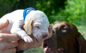 cucciolo bracco italiano roano marrone bianco arancio