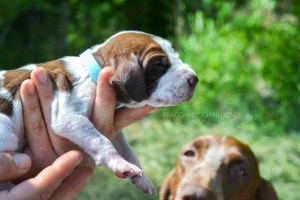 cucciolo bracco italiano roano marrone bianco arancio