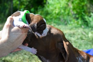 cucciolo bracco italiano roano marrone bianco arancio