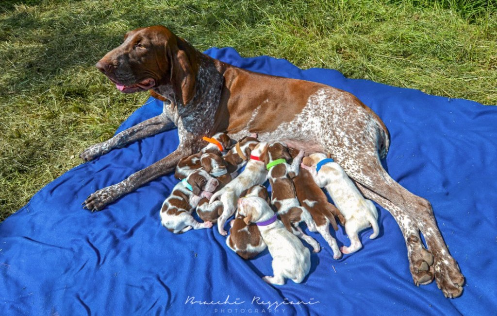 Le Idrovore – avanti&nbsp;veloce