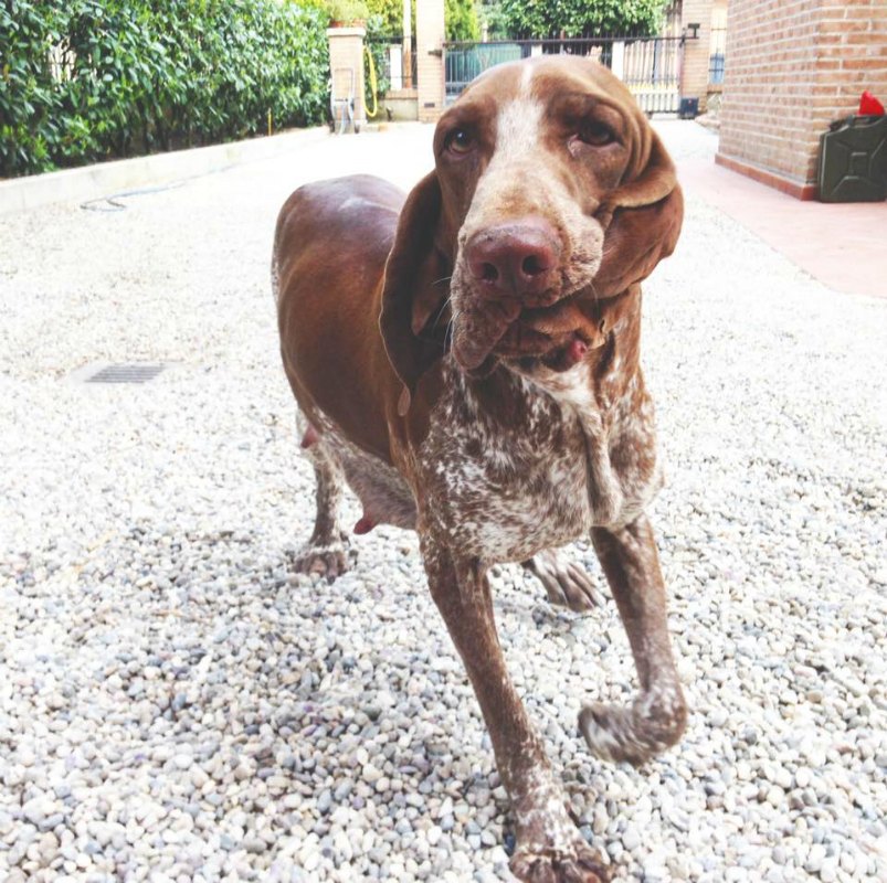 GravidAnZia – atto finale