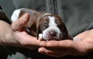 cucciolo bracco italiano roano marrone bianco arancio