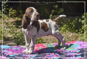 cucciolo bracco italiano roano marrone bianco marrone bianco arancio