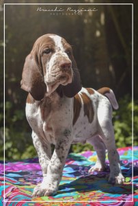 cucciolo bracco italiano roano marrone bianco marrone bianco arancio