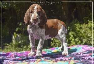 cucciolo bracco italiano roano marrone bianco marrone bianco arancio