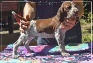 cucciolo bracco italiano roano marrone bianco marrone bianco arancio