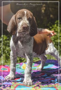 cucciolo bracco italiano roano marrone bianco marrone bianco arancio