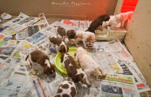 cucciolo bracco italiano roano marrone bianco marrone bianco arancio
