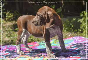 cucciolo bracco italiano roano marrone bianco marrone bianco arancio