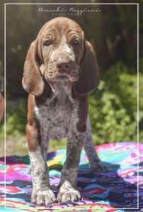 cucciolo bracco italiano roano marrone bianco marrone bianco arancio