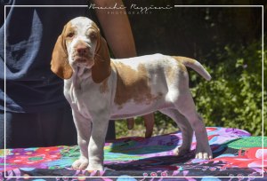 cucciolo bracco italiano roano marrone bianco marrone bianco arancio