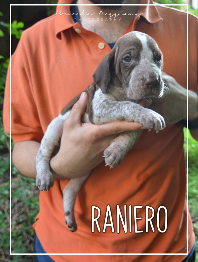 cucciolo bracco italiano roano marrone bianco marrone bianco arancio