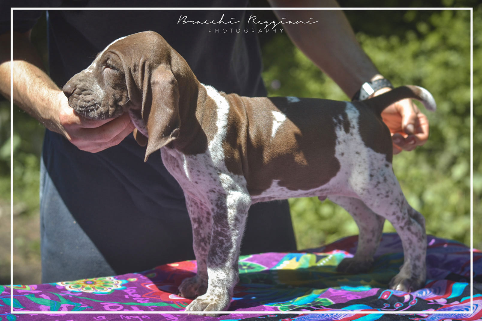 cucciolo bracco italiano roano marrone bianco marrone bianco arancio