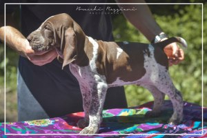 cucciolo bracco italiano roano marrone bianco marrone bianco arancio