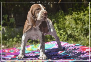 cucciolo bracco italiano roano marrone bianco marrone bianco arancio