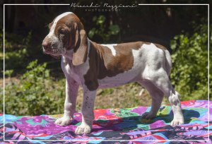 cucciolo bracco italiano roano marrone bianco marrone bianco arancio