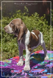 cucciolo bracco italiano roano marrone bianco marrone bianco arancio
