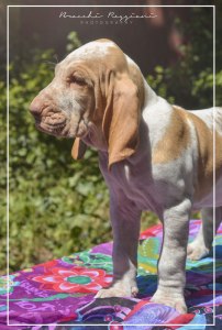 cucciolo bracco italiano roano marrone bianco marrone bianco arancio