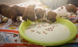 cucciolo bracco italiano roano marrone bianco marrone bianco arancio