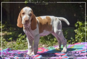 cucciolo bracco italiano roano marrone bianco marrone bianco arancio