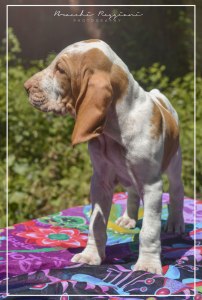 cucciolo bracco italiano roano marrone bianco marrone bianco arancio