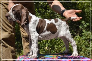 cucciolo bracco italiano roano marrone bianco marrone bianco arancio