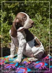 cucciolo bracco italiano roano marrone bianco marrone bianco arancio