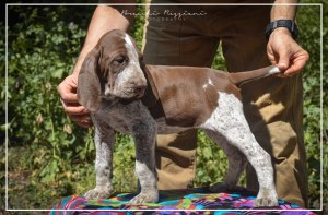 cucciolo bracco italiano roano marrone bianco marrone bianco arancio