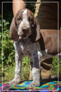 cucciolo bracco italiano roano marrone bianco marrone bianco arancio