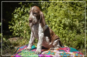 cucciolo bracco italiano roano marrone bianco marrone bianco arancio