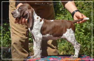 cucciolo bracco italiano roano marrone bianco marrone bianco arancio