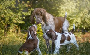 famiglia cuccioli bracco italiano