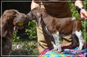cucciolo bracco italiano roano marrone bianco marrone bianco arancio