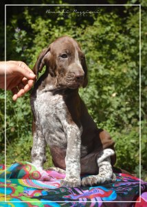cucciolo bracco italiano roano marrone bianco marrone bianco arancio