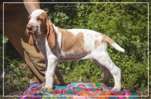 cucciolo bracco italiano roano marrone bianco marrone bianco arancio
