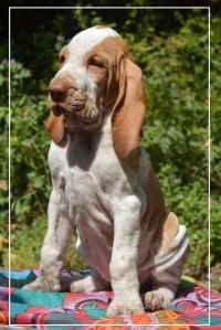 cucciolo bracco italiano roano marrone bianco marrone bianco arancio