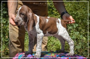 cucciolo bracco italiano roano marrone bianco marrone bianco arancio