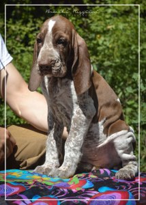 cucciolo bracco italiano roano marrone bianco marrone bianco arancio