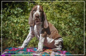 cucciolo bracco italiano roano marrone bianco marrone bianco arancio