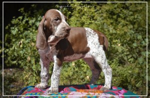 cucciolo bracco italiano roano marrone bianco marrone bianco arancio