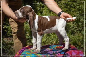 cucciolo bracco italiano roano marrone bianco marrone bianco arancio